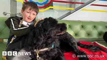 Assistance dog becomes friend to boy