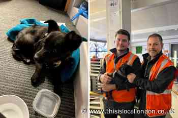 Puppy rescued from train tracks by trainee driver at South Bermondsey