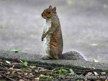 When does a squirrel sound like a duck? During mating season