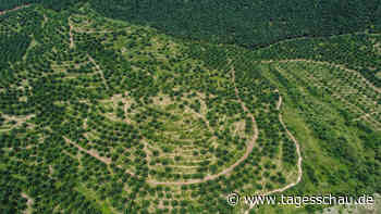 Malaysia beklagt geplante EU-Regeln für Palmöl-Importe