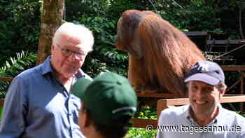 Steinmeier auf Borneo: "Zwei Silberrücken" auf Tuchfühlung