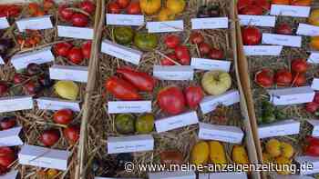 Von Riesenertrag bis fäuleresistent: Die Tomaten-Newcomer 2023 und ihre Besonderheiten