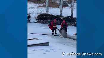 Firefighters save elk that fell into icy pond