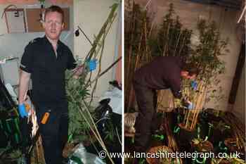 Cannabis plants discovered following police raid on property