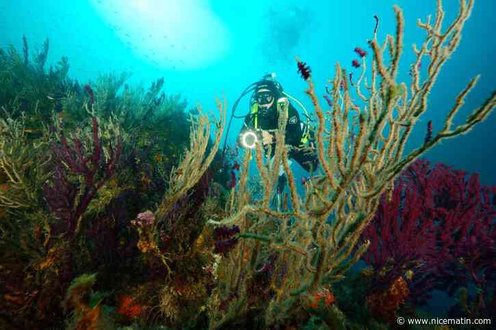 Selon les scientifique, c’est sûr, "la Méditerranée va se tropicaliser"