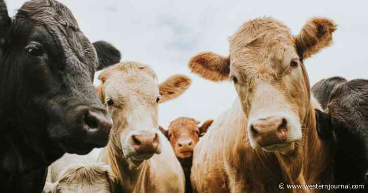 Federal Government Announces Agents Will Be Shooting Cattle from Helicopters