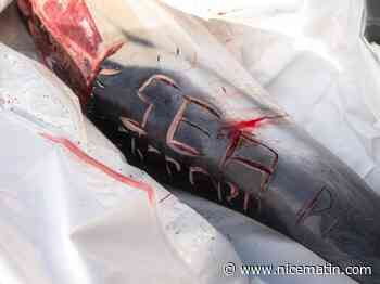 "Sea Sheperd PD": l'horrible scarification d'un dauphin dénoncée par l'ONG