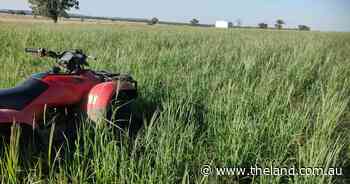 Maximising success of autumn pasture sowing