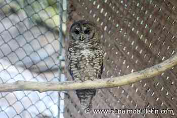 Northern spotted owl found injured near B.C. train tracks 2 months after release