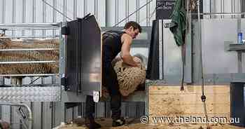Plan to tackle bigger sheep with new shearing aids