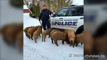 South Simcoe police respond to call for pigs on the loose