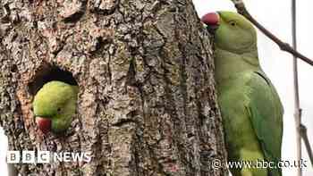 Parakeets spotted at Swindon country park