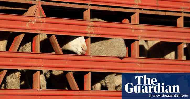 Greens decry ‘utter decimation’ of independent observer program for live exports