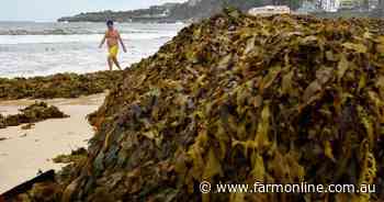 Scientists dive into the weeds to explore emerging crop