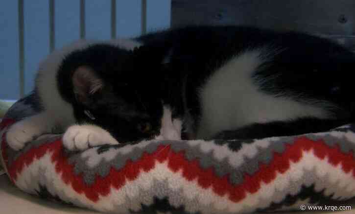 Fees waived at Albuquerque pet adoption event