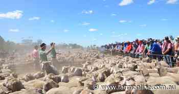 Momentary mutton market positivity now in freefall