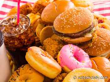 Unlocking Effective Weight Loss: Investigating the Impact of “Hyper-Palatable” Foods Across Four Diets