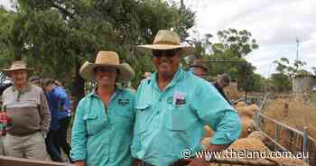 Northey claims top award in Lake Cargelligo Merino competition