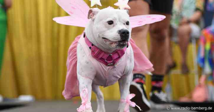 Sydney WorldPride feiert die «Doggywood»-Parade