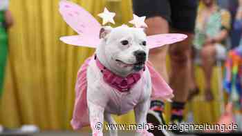 Sydney WorldPride feiert die „Doggywood“-Parade