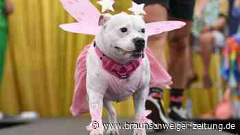 Sydney WorldPride feiert die „Doggywood“-Parade