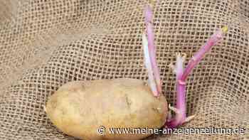 Für eine frühe Ernte kann man ab Februar Kartoffeln vorkeimen