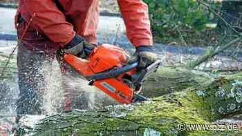 Bäume werden in der Nollendorfer Straße in Jena gefällt