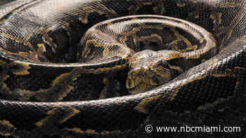 Pythons Tracked Across Florida by Eaten Possums With GPS Collars