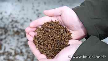 Insekten statt Soja: Firma aus Ostholstein verkauft neues Tierfutter