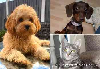 Your picture perfect pets on National Love Your Pet Day