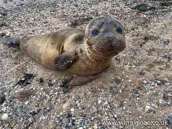 Seal washes up on Thurstaston Beach and is monitored by BDMLR