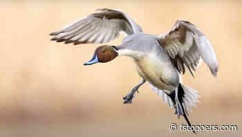 5 Helpful Tips for Taking Better Photos