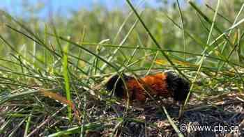 What will this cold snap mean for our bugs?