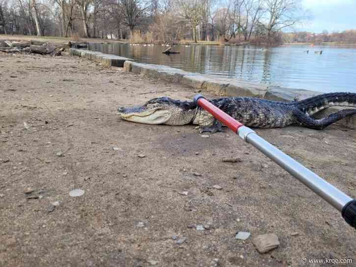Alligator found in New York City park