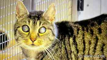 Jenaer Tierfreunde helfen: Der blinde Kolumbus muss auf den OP-Tisch