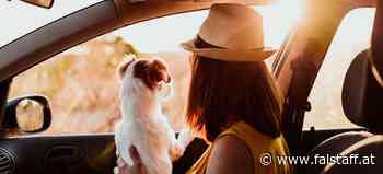 Uber für Tiere startet in Wien