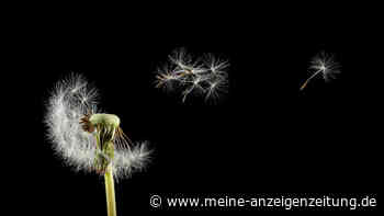 Heuschnupfen erkennen – die häufigsten Anzeichen und Symptome