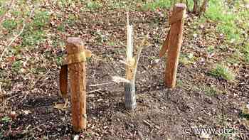 Manche sind sich für nichts zu schade: Junger Baum in Jenaer Park mutwillig abgebrochen