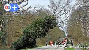 Baum muss gefällt werden: B430 bei Wasbek gesperrt