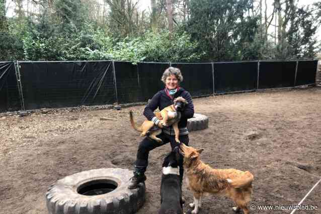 Hondenopvang moet deuren sluiten na burengeschil: klanten starten crowdfunding om Born To Play te redden