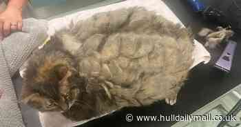 Fat cat Big Bertha weighed almost 2st when she was found dumped in a sports bag