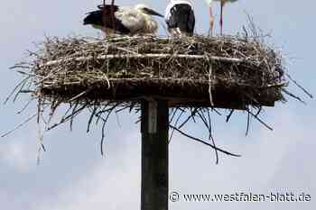 Ab 1. März in Vogelschutzgebieten: Kreis Paderborn erinnert an Leinenpflicht für Hunde