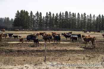 Extreme drought makes cattle farmers thin herds, could cause future supply problems