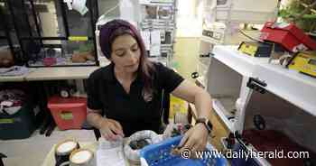 Breaking new ground: How Willowbrook Wildlife Center will cut energy use