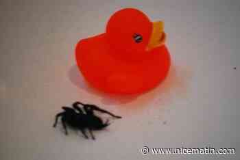 Une Azuréenne finit aux urgences à cause d'une mygale noire qui se cache dans son oreille