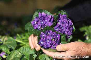 Racontez-nous vos souvenirs de la fête de la violette à Tourrettes-sur-Loup