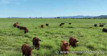 Stand out 18,500 hectare buffel grass asset hits the market