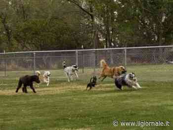 Rubano i cuccioli di cane nei parchi: decine di denunce sui social