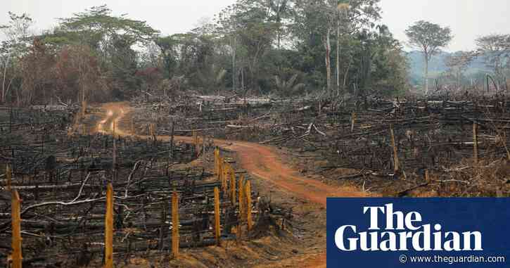 Cattle, not coca, drive deforestation of the Amazon in Colombia – report