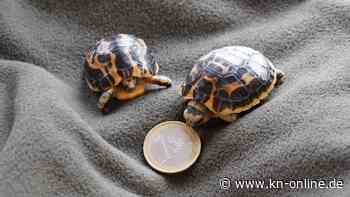 Zoo Hannover: Zwei seltene Mini-Schildkröten geschlüpft